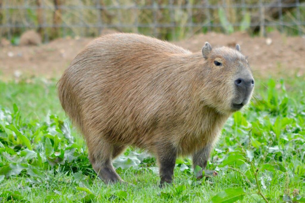 Capibaras en un café que se volvió viral